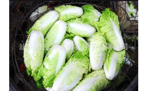 楷農8號金絲皇白菜