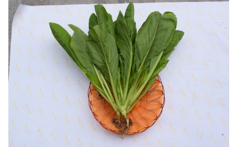 楷農大赤葉春菜