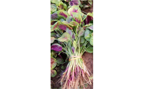 楷農大紅葉莧菜